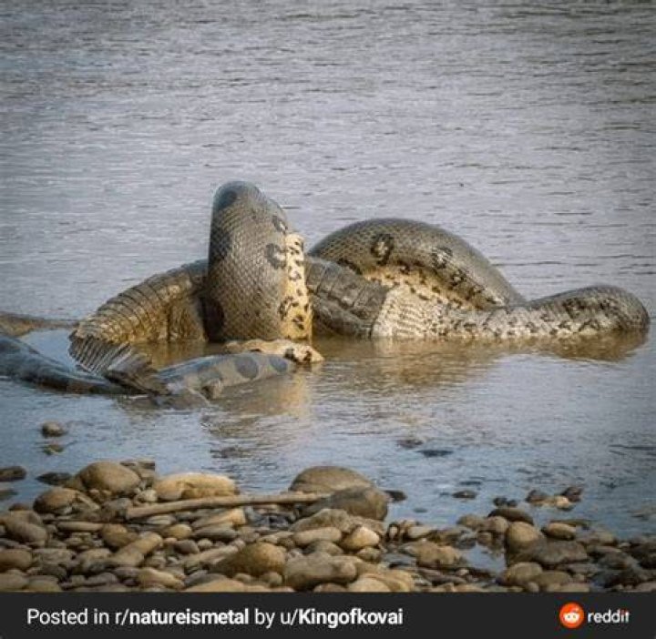 Can an anaconda eat a cow?