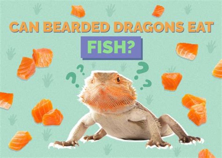 Can bearded dragons have fish?