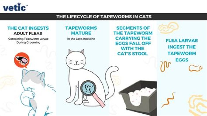 Can cats have wine?