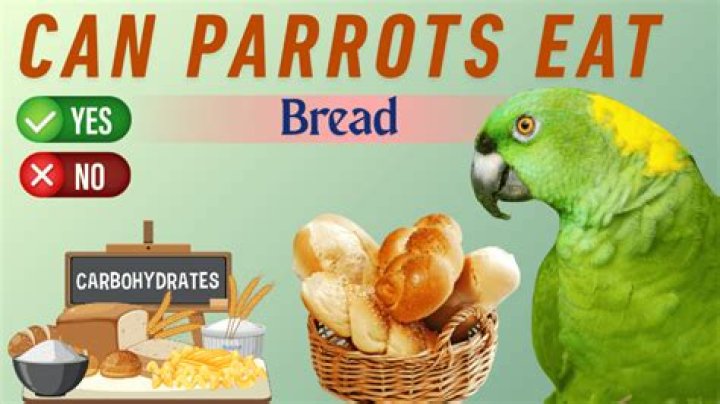 Can parrots eat bread?
