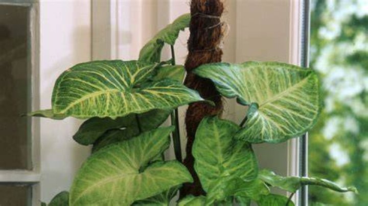 Can you train an arrowhead plant?