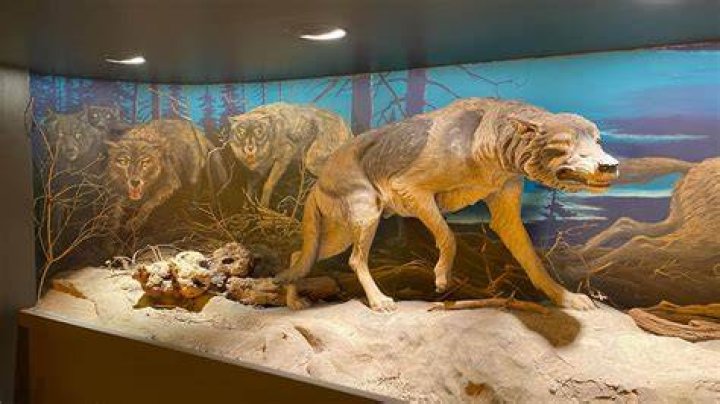 Did wolves exist in Stone Age?