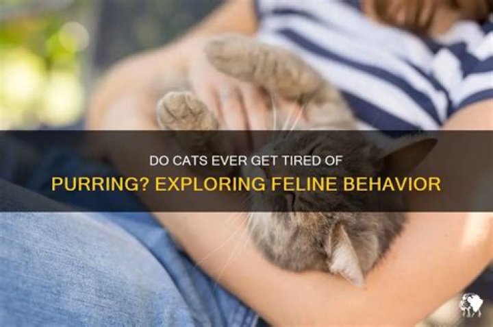 Do cats get tired of purring?