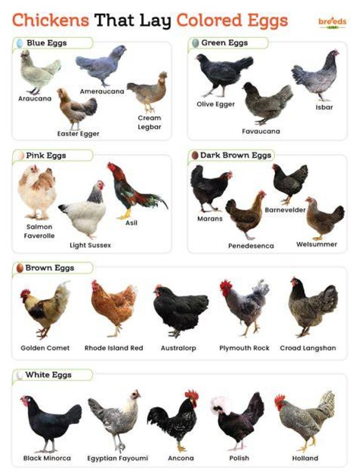 Do chickens like to lay in the dark?