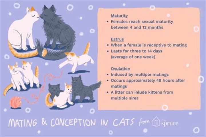 Do female cats choose who they mate with?