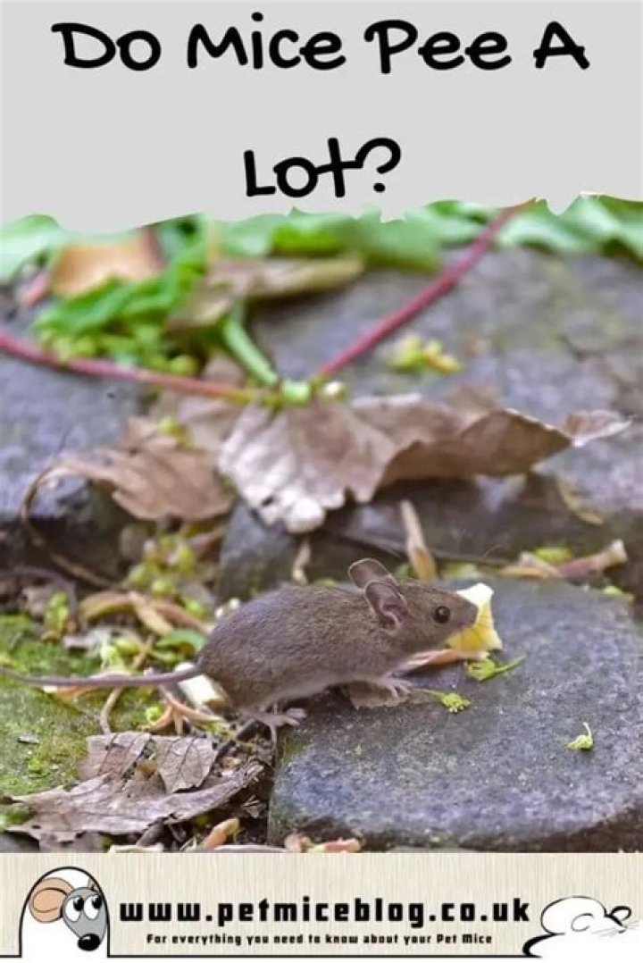 Do mice pee?