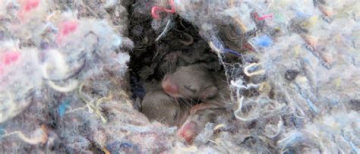 Do mice return to their nest?