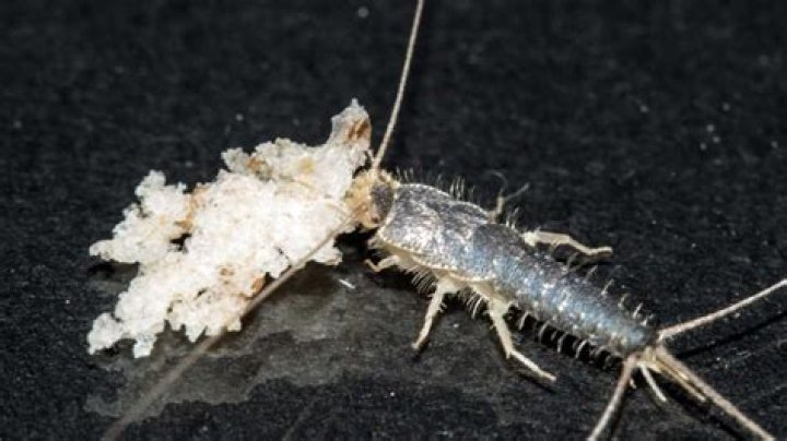 Do silverfish eat blankets?