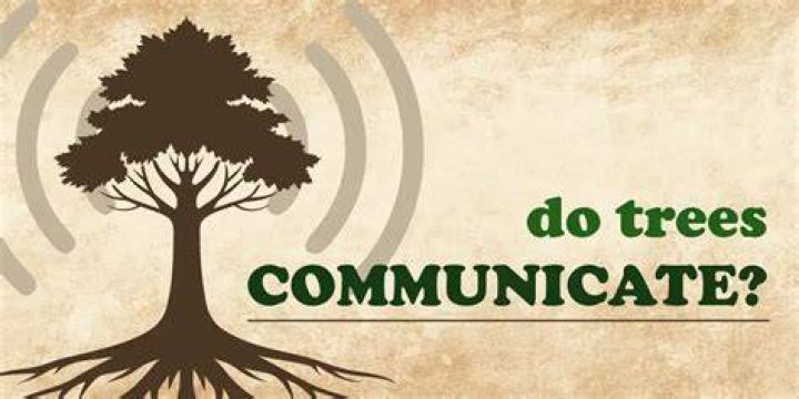 Do trees talk to us?