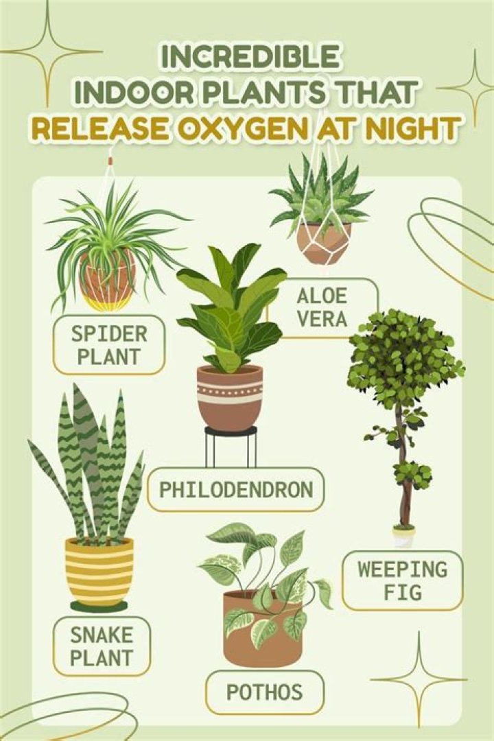 Does indoor plant release CO2 at night?