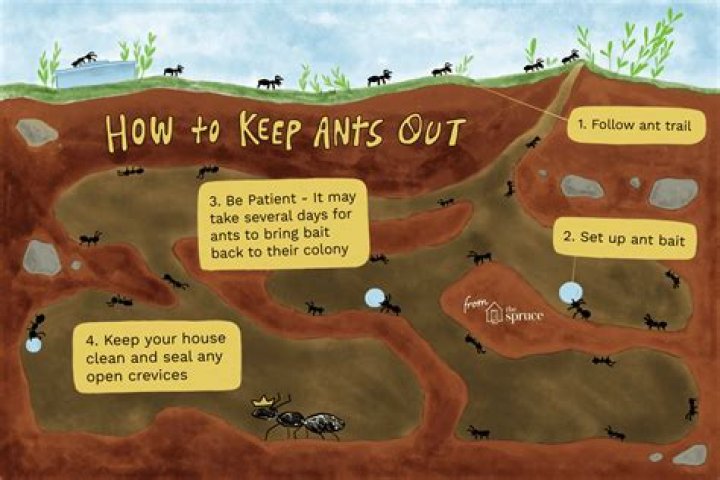 How do I get rid of ant colonies in my yard naturally?