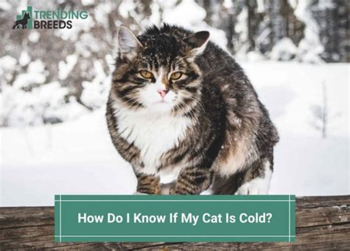 How do I know if my cat is cold?