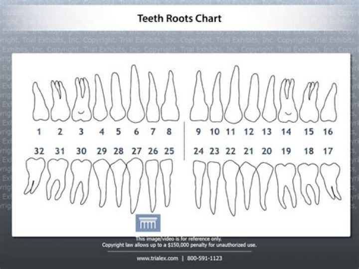 How many roots does a 12 tooth have?