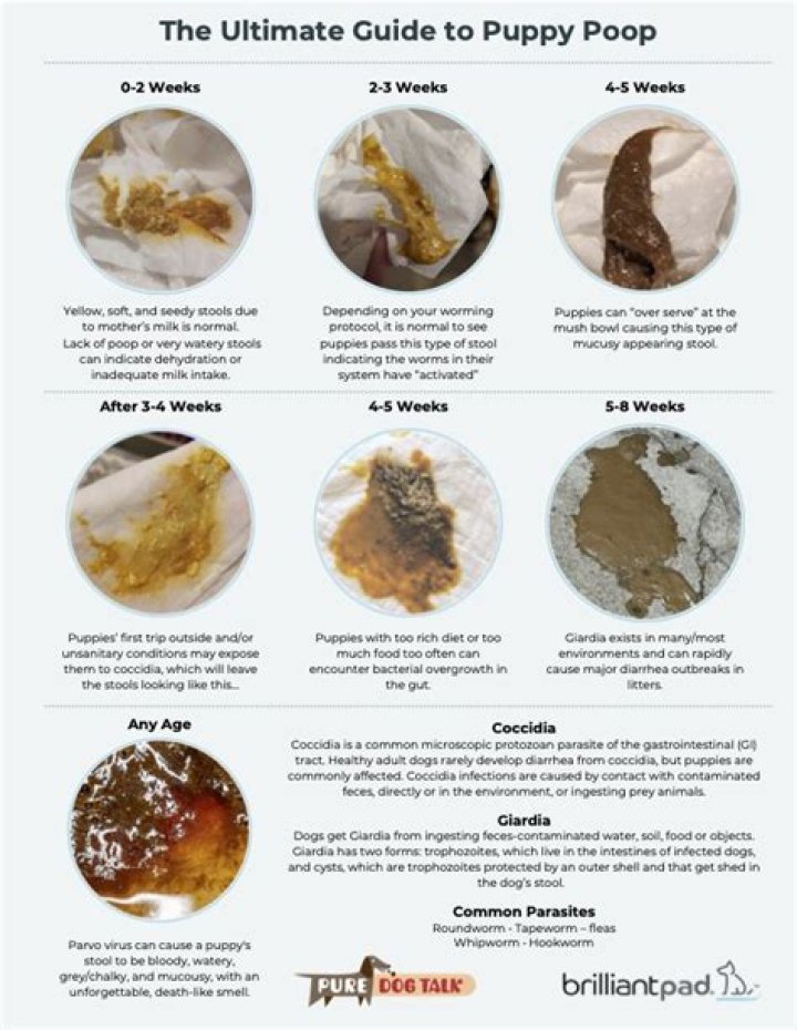 How often do 3 month old puppies poop?