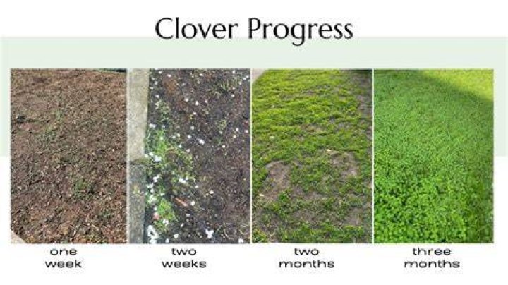 Is clover easier to grow than grass?