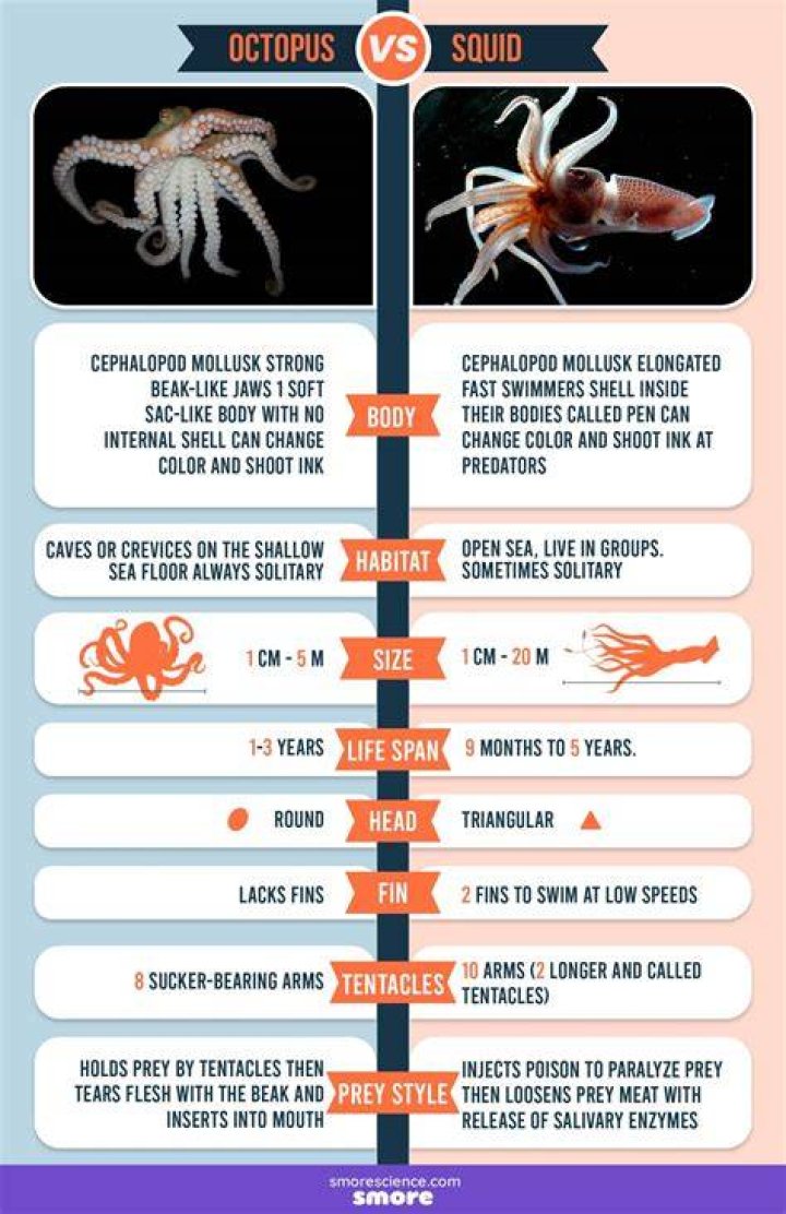 Is cuttlefish and calamari the same?