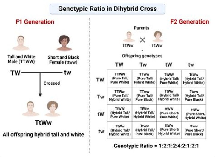 Is the twin gene passed on by the male or female?