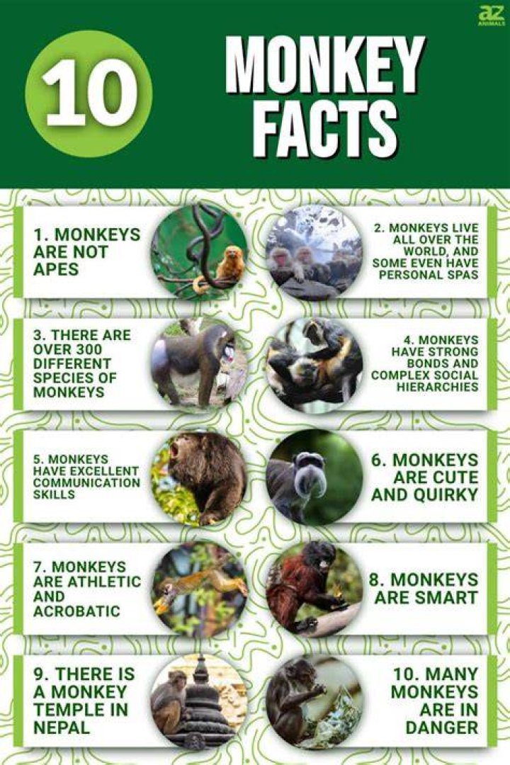 What are 3 interesting facts about monkeys?