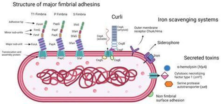 What bacteria causes eczema?