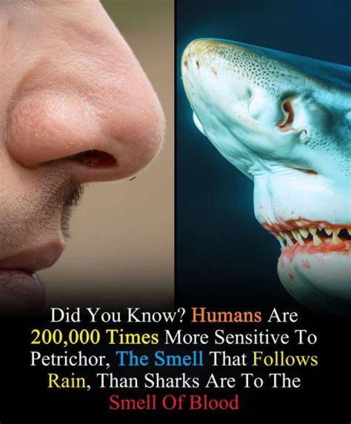 What can humans smell better than sharks?