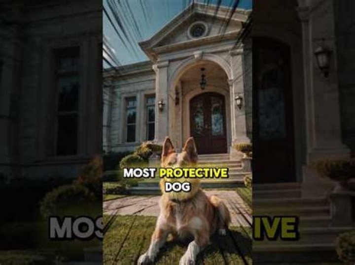What dog is most protective of its owner?