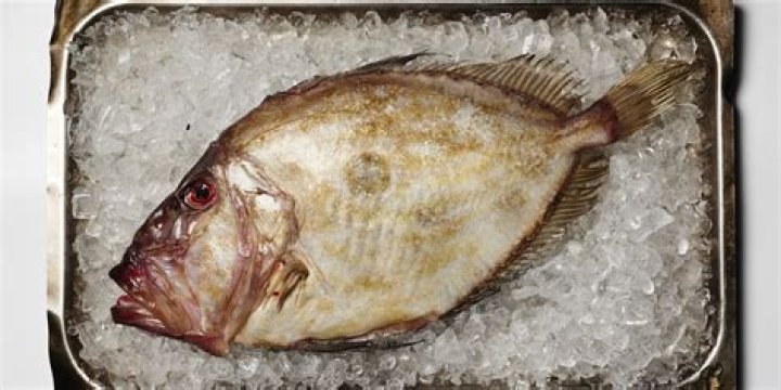 What is Dory food?