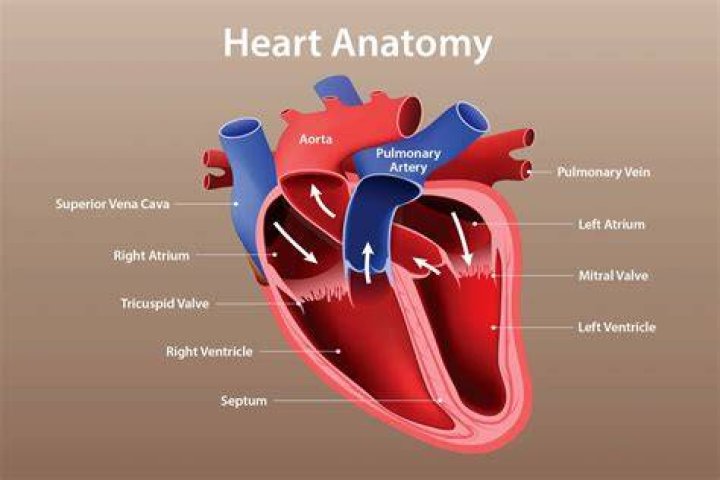 What is PAN heart?