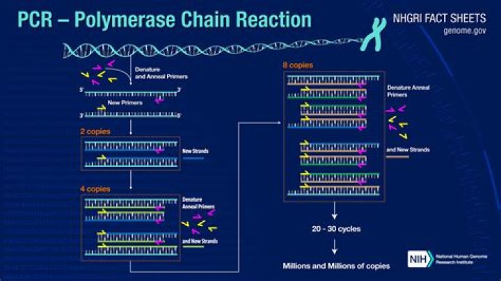 Whats PCR stand for?