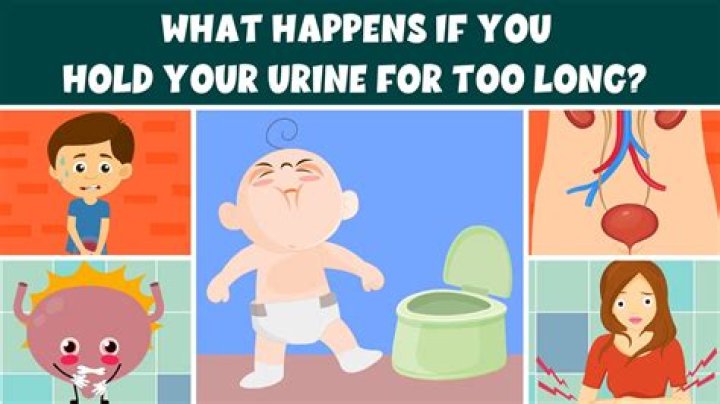 Who can hold pee longer male or female?