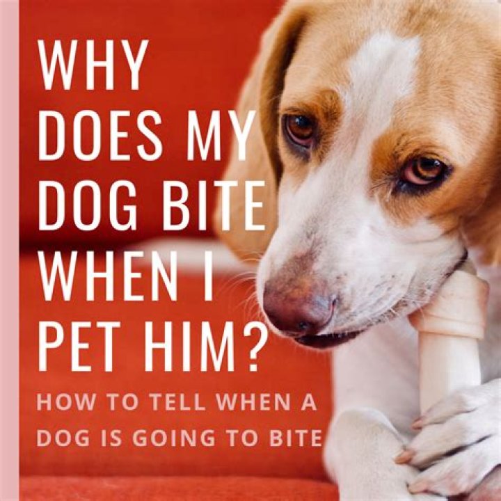 Why does my dog bite me when I touch his paws?