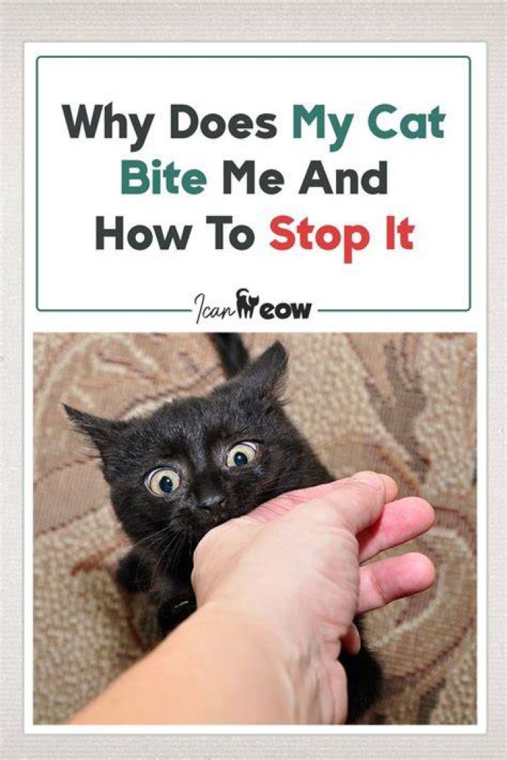 Why has my cat started hissing at me?