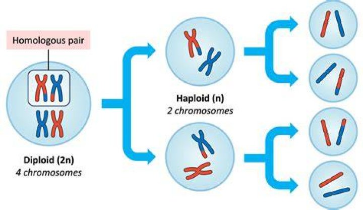 Why is it important that meiosis reduces the number of chromosomes found in somatic cells by half?